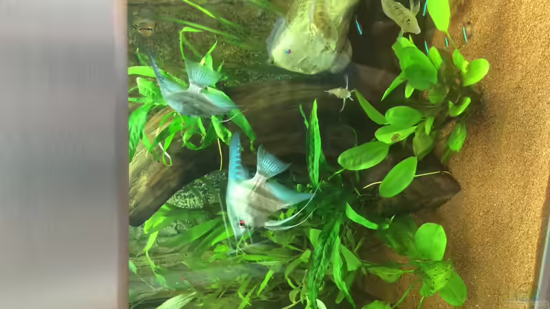 Aquarium Amazonas-Becken von JensK (2)