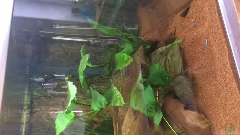 Aquarium Amazonas-Becken von JensK (3)