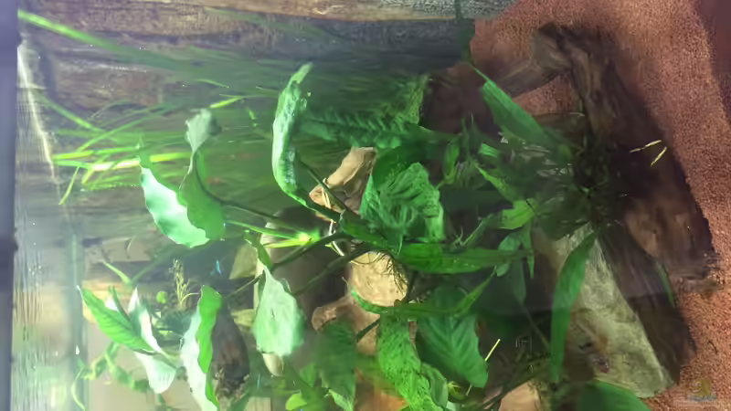 Aquarium Amazonas-Becken von JensK (6)