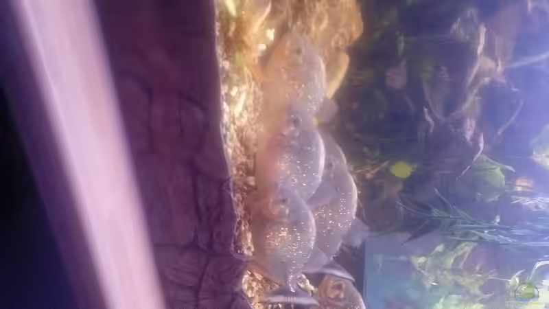 Aquarium Amazonas Becken von Serrasalmus nattereri (13)