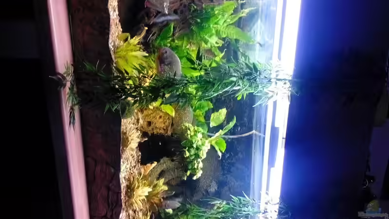 Aquarium Amazonas Becken von Serrasalmus nattereri (5)