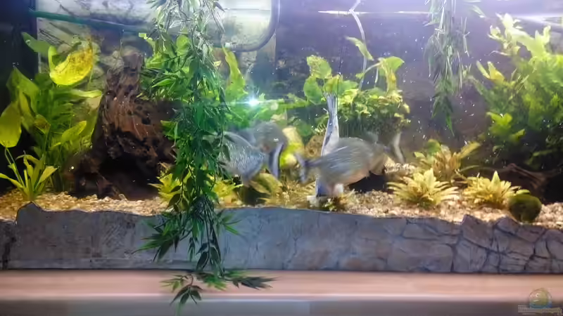 Aquarium Amazonas Becken von Serrasalmus nattereri (8)