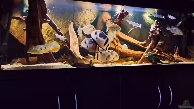 Aquarium Amazonas-Biotop (aufgelöst, nur noch als Beispiel) von Agua viva (1)