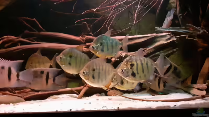 Aquarium Amazonas-Biotop (aufgelöst, nur noch als Beispiel) von Agua viva (3)