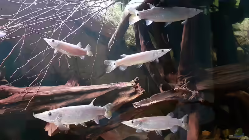 Aquarium Amazonas-Biotop (aufgelöst, nur noch als Beispiel) von Agua viva (4)