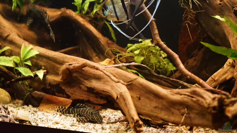 Aquarium Amazonas Biotop von Jonas B. (10)