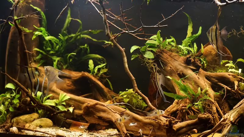 Aquarium Amazonas Biotop von Jonas B. (11)