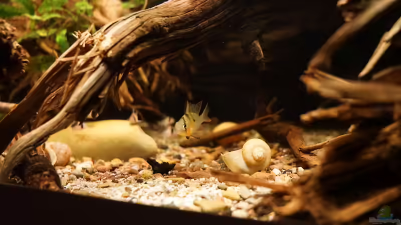 Aquarium Amazonas Biotop von Jonas B. (12)