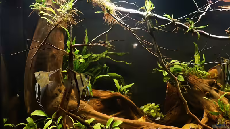 Aquarium Amazonas Biotop von Jonas B. (6)