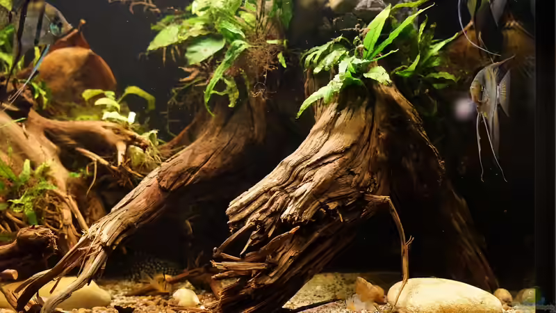 Aquarium Amazonas Biotop von Jonas B. (8)