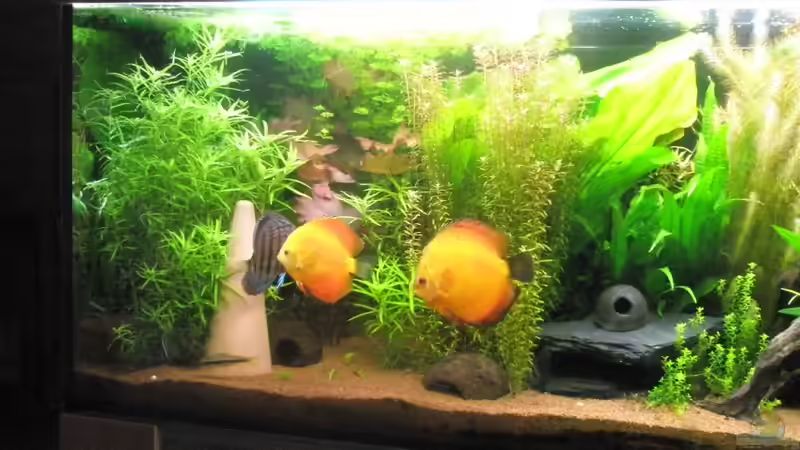 Aquarium Amazonas City von Johann Schlarmann (2)