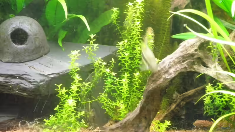 Aquarium Amazonas City von Johann Schlarmann (4)