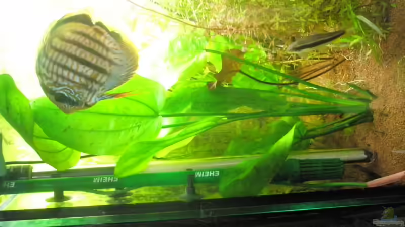 Aquarium Amazonas City von Johann Schlarmann (5)