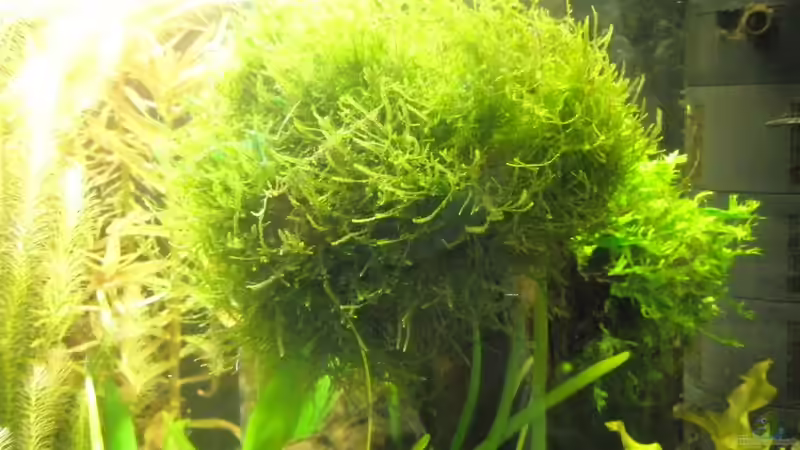 Aquarium Amazonas City von Johann Schlarmann (7)