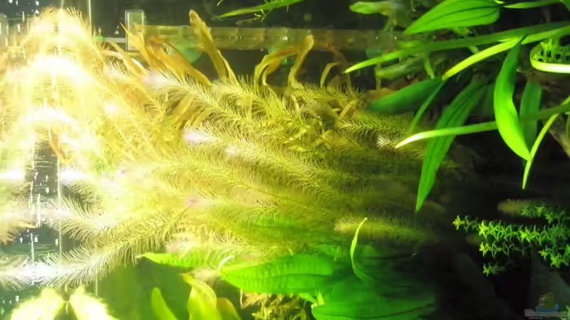 Aquarium Amazonas City von Johann Schlarmann (8)