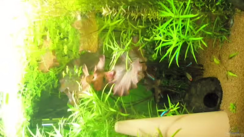 Aquarium Amazonas City von Johann Schlarmann (9)