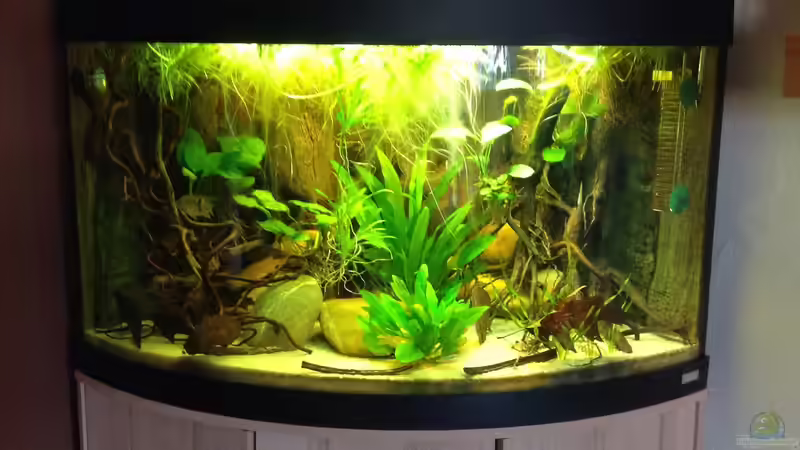 Aquarium Amazonas Ecke nur noch als Beispiel von schroepse (2)
