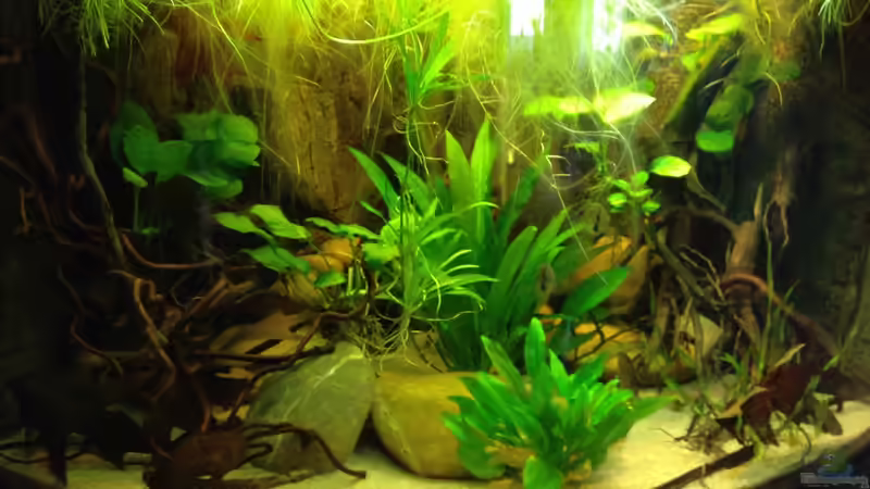 Aquarium Amazonas Ecke nur noch als Beispiel von schroepse (3)