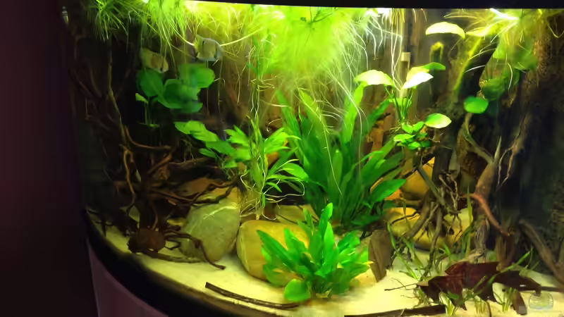Aquarium Amazonas Ecke nur noch als Beispiel von schroepse (4)