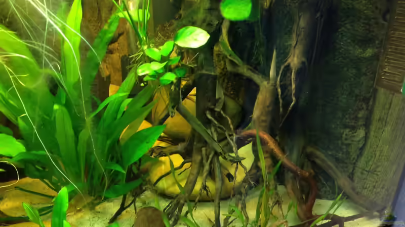 Aquarium Amazonas Ecke nur noch als Beispiel von schroepse (6)
