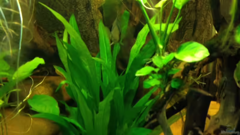 Aquarium Amazonas Ecke nur noch als Beispiel von schroepse (7)