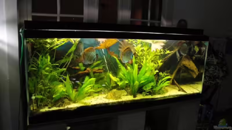 Aquarium Amazonas (Existiert nicht mehr) von Laura (3)