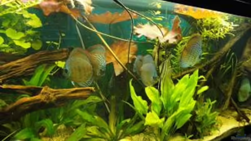 Aquarium Amazonas (Existiert nicht mehr) von Laura (4)