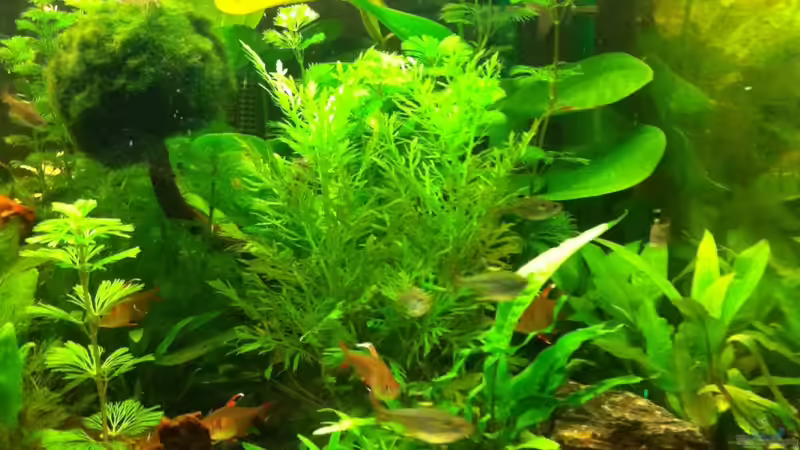 Aquarium Amazonas Fluß Ufer von Florian Hübner (3)