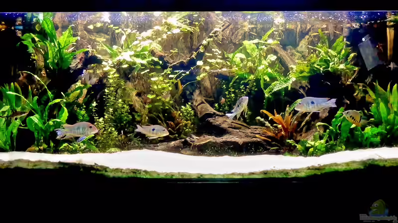 Aquarium Amazonas Gesellschaftsbecken von Aqua Alex (2)