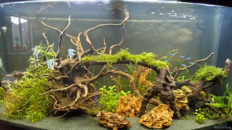 Aquarium Amazonas Hoffnung von Laskaa (4)