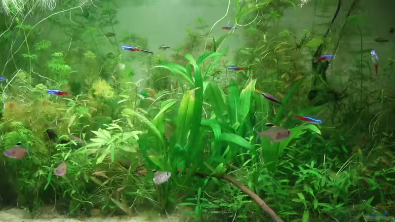 Aquarium Amazonas im Wohnzimmer von Süsswasserskipper (4)