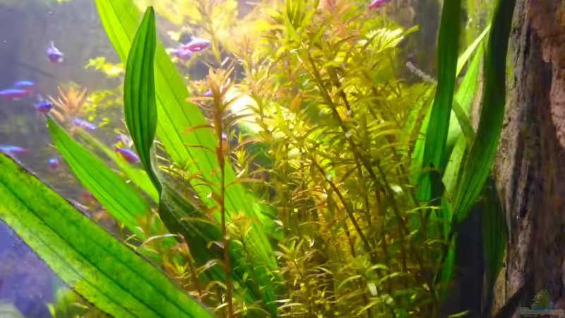 Aquarium Amazonas in the Corner von Michel (26)