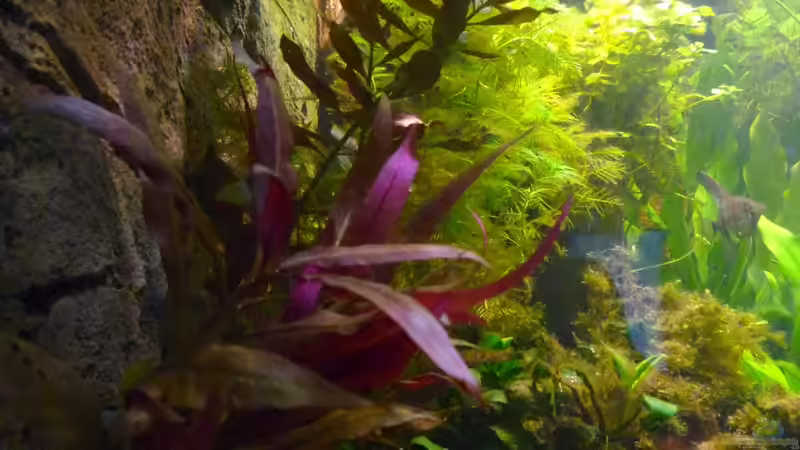 Aquarium Amazonas in the Corner von Michel (30)