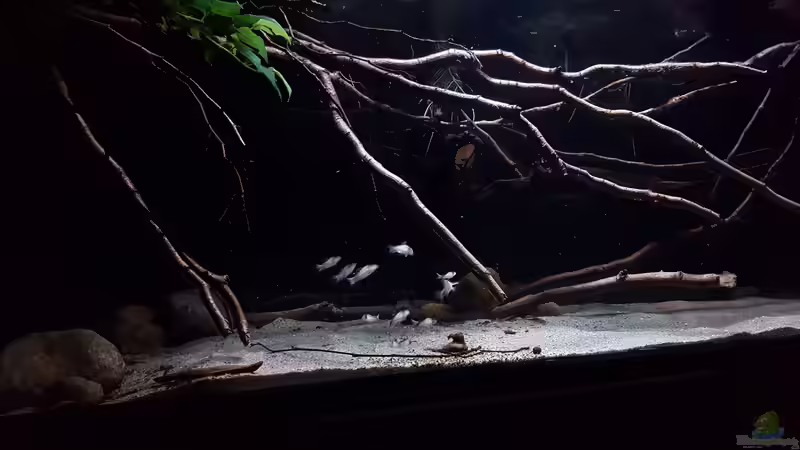 Aquarium Amazonas klarwasser Biotop von Südamerika Aquanaut (10)