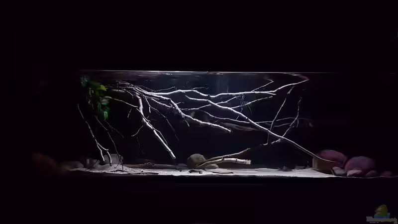 Aquarium Amazonas klarwasser Biotop von Südamerika Aquanaut (11)