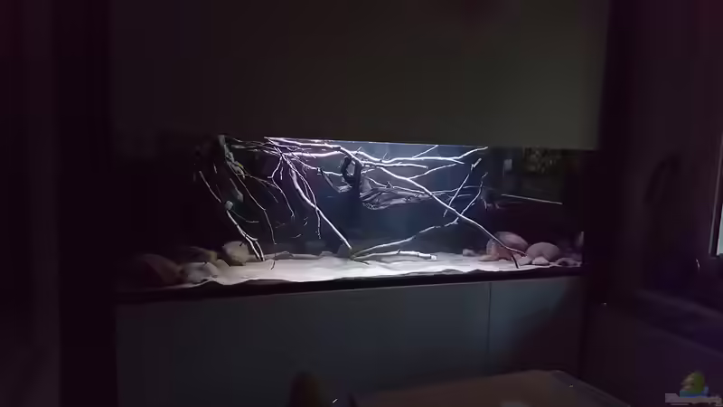 Aquarium Amazonas klarwasser Biotop von Südamerika Aquanaut (12)