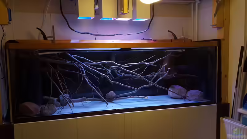 Aquarium Amazonas klarwasser Biotop von Südamerika Aquanaut (13)