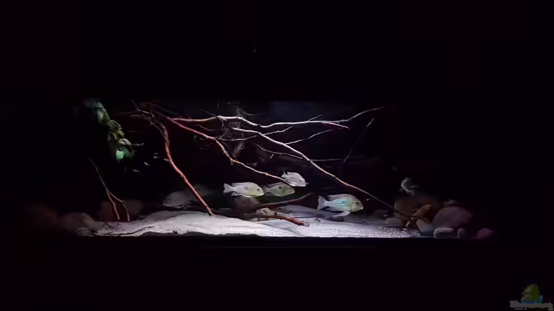 Aquarium Amazonas klarwasser Biotop von Südamerika Aquanaut (3)