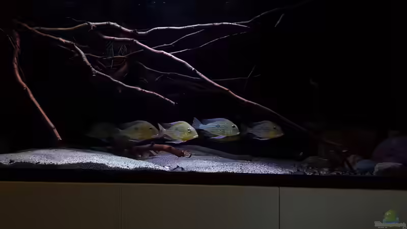 Aquarium Amazonas klarwasser Biotop von Südamerika Aquanaut (4)