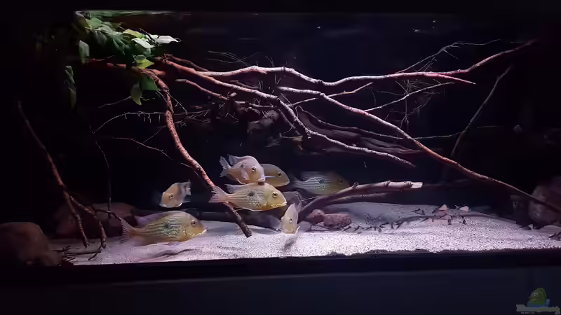 Aquarium Amazonas klarwasser Biotop von Südamerika Aquanaut (8)