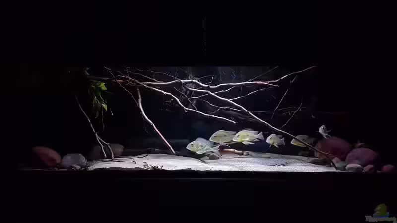 Aquarium Amazonas klarwasser Biotop von Südamerika Aquanaut (9)