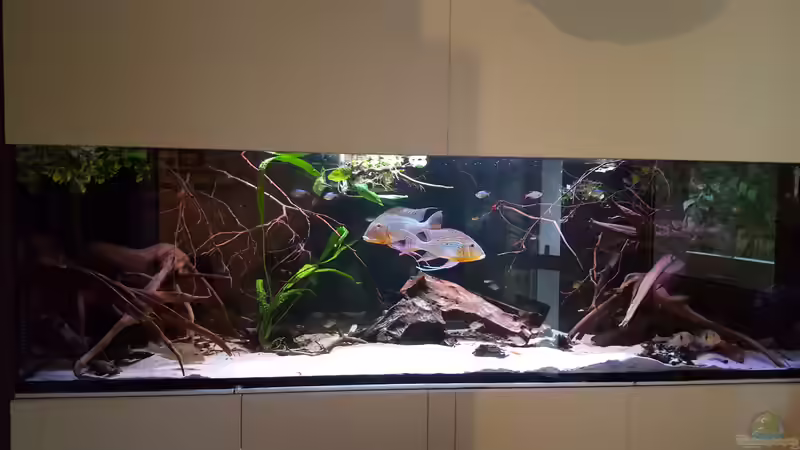 Aquarium Amazonas klarwasser Nebenfluss (nur noch als Beisp von Südamerika Aquanaut (11)