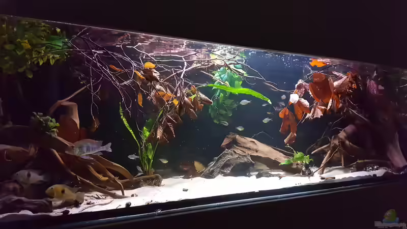 Aquarium Amazonas klarwasser Nebenfluss (nur noch als Beisp von Südamerika Aquanaut (12)