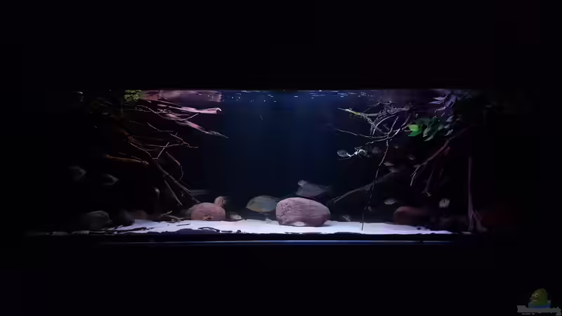 Aquarium Amazonas klarwasser Nebenfluss (nur noch als Beisp von Südamerika Aquanaut (2)