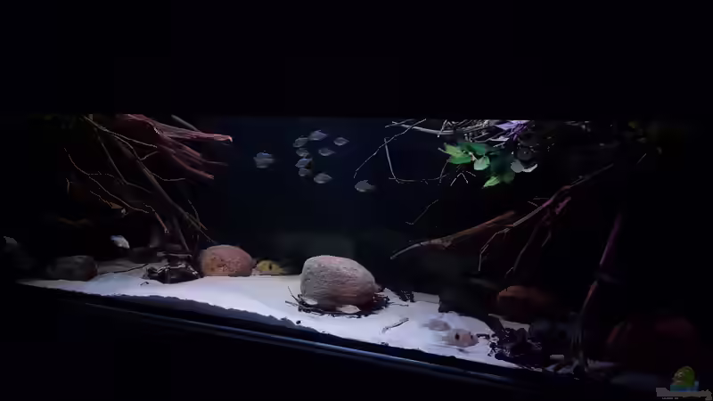 Aquarium Amazonas klarwasser Nebenfluss (nur noch als Beisp von Südamerika Aquanaut (4)