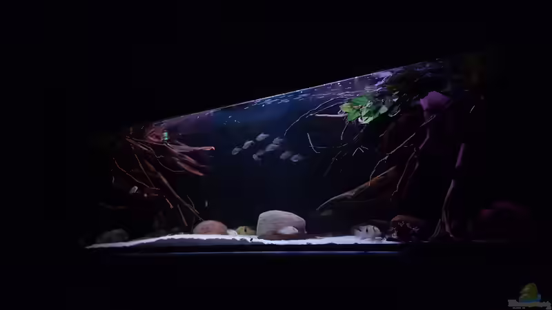 Aquarium Amazonas klarwasser Nebenfluss (nur noch als Beisp von Südamerika Aquanaut (5)