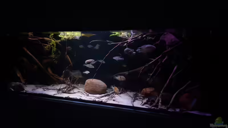 Aquarium Amazonas klarwasser Nebenfluss (nur noch als Beisp von Südamerika Aquanaut (6)