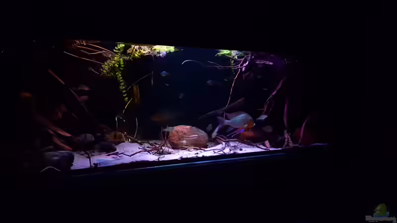 Aquarium Amazonas klarwasser Nebenfluss (nur noch als Beisp von Südamerika Aquanaut (7)