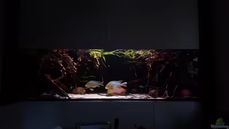 Aquarium Amazonas klarwasser Nebenfluss (nur noch als Beisp von Südamerika Aquanaut (8)