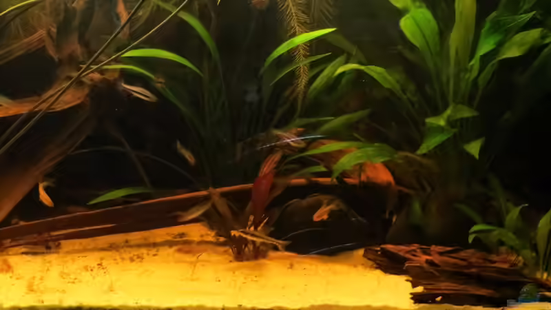 Aquarium Amazonas Nebenfluss (aufgelöst) von Jan S. (10)